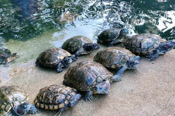 Uncle Wong Happy Farm 